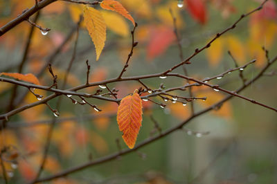 Droplets on a tree in autumn 