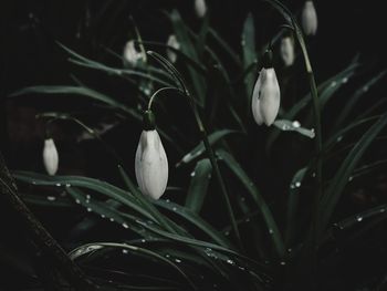 Close-up of white flowering plants