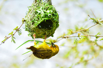 Low angle view of yellow bird building nest