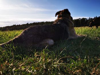 Dog relaxing on field