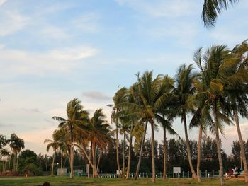 Palm trees on beach against sky