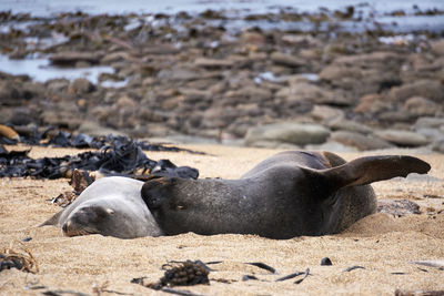 Sea lions relaxing on sand at beach