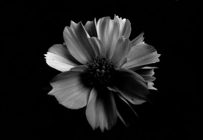 Close-up of flower over black background