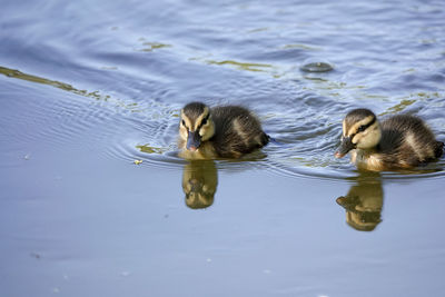 Ducks swimming in lake