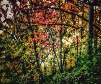 Full frame shot of trees