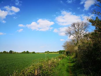 Scenic view of agricultural field against sky