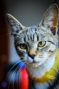 Close-up portrait of a cat