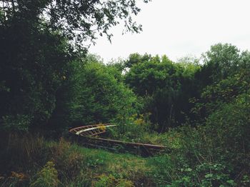 Scenic view of forest