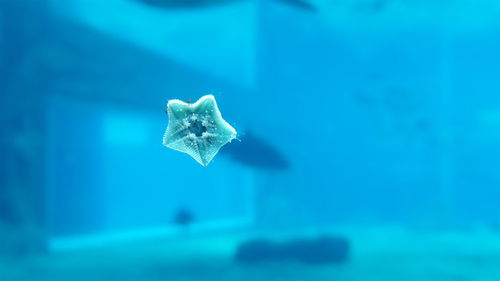 Close-up of leaf floating on water