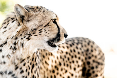 Cheetah closeup in africa with white background