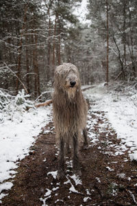 Dog in forest during winter