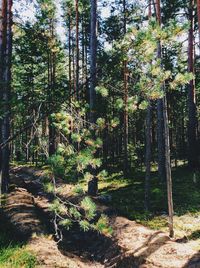 Trees in forest