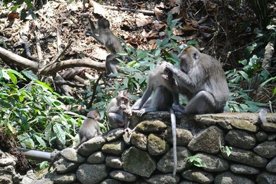 Monkey family sitting on stone wall in forest