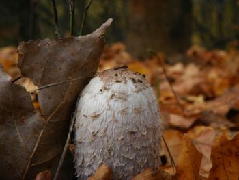 Close-up of dry autumn leaves in forest