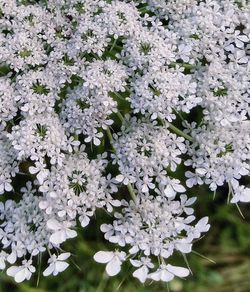 Close-up of white flowers