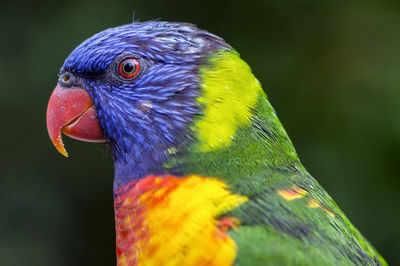 Close-up of parrot