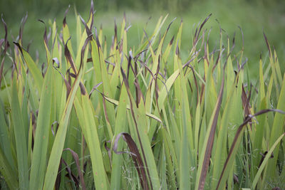 Close-up of crops growing on field