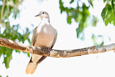 Low angle view of mourning dove perching on branch