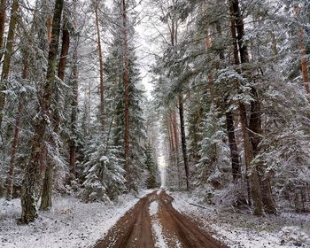 Panoramic view of pine trees in forest during winter