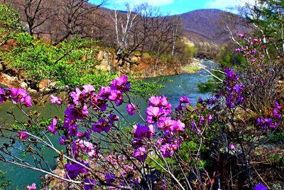 Purple wildflowers