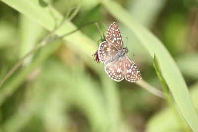Close-up of brown butterfly on leaf