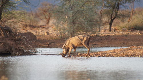 Warthog drinking water at riverbank