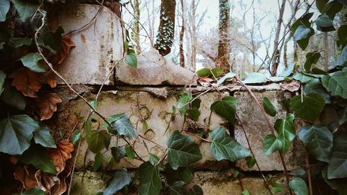 Close-up of ivy growing on tree trunk in forest