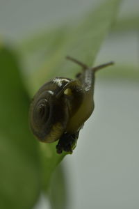 Close-up of snail on leaf