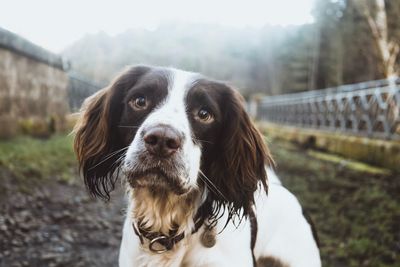 Close-up portrait of dog