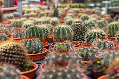 Close-up of cactus in greenhouse. selective focus.