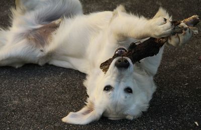 High angle view of two dogs