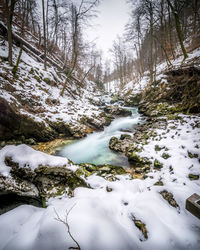 Snow covered stream in forest