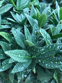 Close-up of wet plants