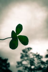 Close-up of plant against sky