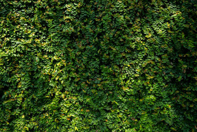 Full frame shot of fresh green plants