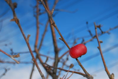 Close-up of red berries on tree against sky