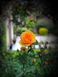 Close-up of rose plant