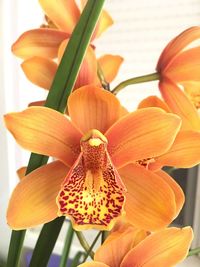 Close-up of day lily blooming outdoors