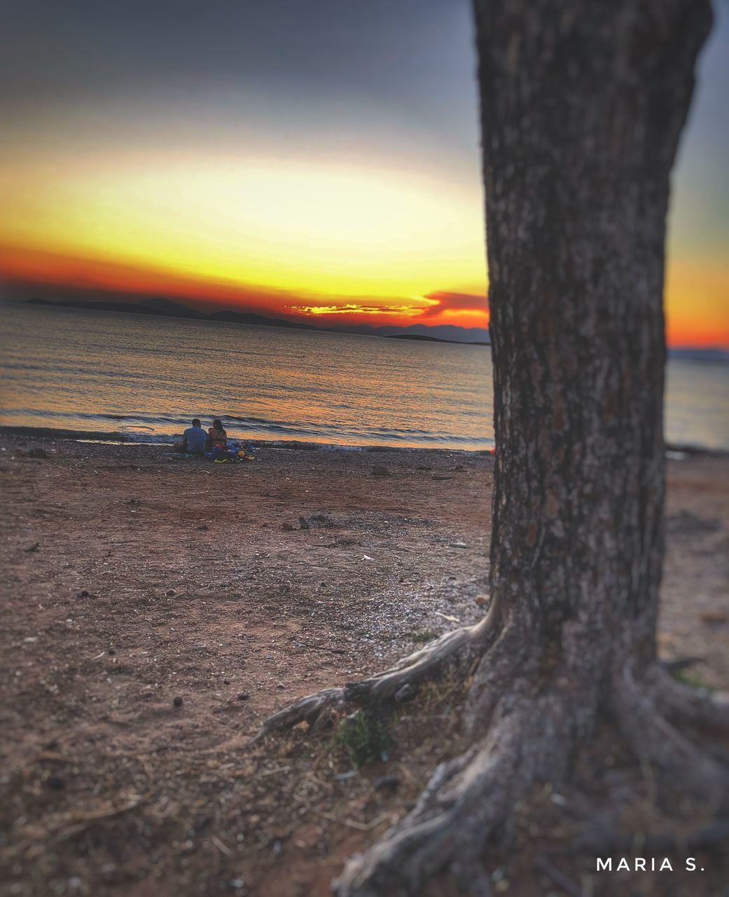 sky, sunset, land, sea, beach, water, nature, tree trunk, trunk, scenics - nature, beauty in nature, tree, horizon over water, sunlight, tranquility, horizon, tranquil scene, cloud, orange color, outdoors, plant, no people, evening, ocean, shore, reflection, sand, idyllic, wood, sun, environment, travel destinations
