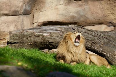 Cat relaxing in a zoo