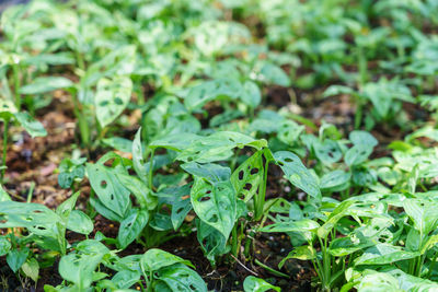 High angle view of plants growing on field