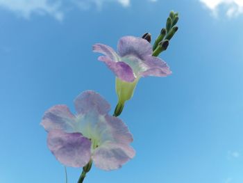 Close-up of cherry blossoms against blue sky
