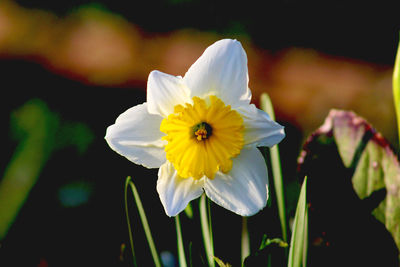 Close-up of white daffodil