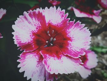 Close-up of pink flower