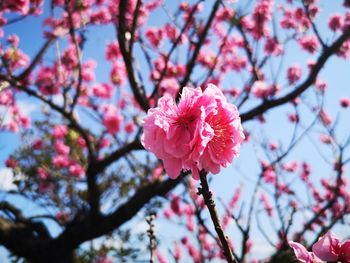 Close-up of pink cherry blossom