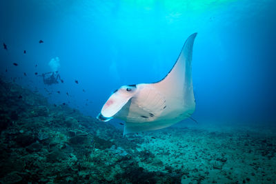 View of fish underwater