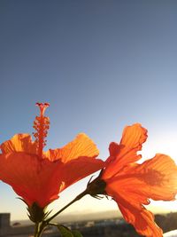 Close-up of orange flowering plant against clear sky