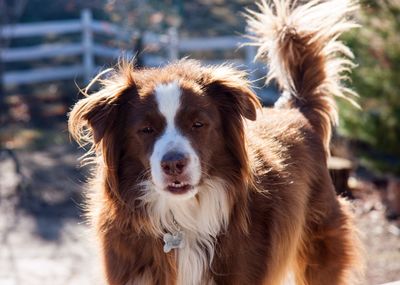 Close-up portrait of dog