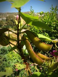 Plant growing on a tree