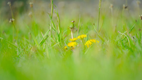 Close-up of yellow flowering plants on field